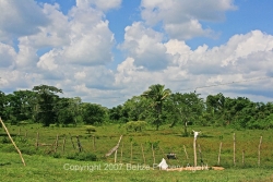 fenced lands