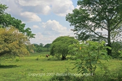 pastureland