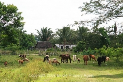 pastureland