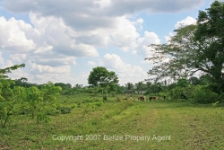 pastureland