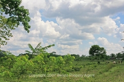 nice pastureland