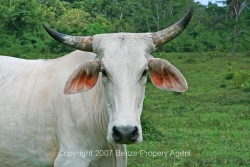 funny cow