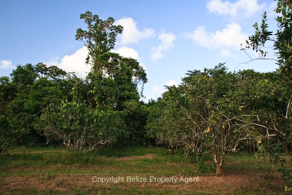 Real estate in Belize- citrus