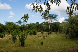 Belize real estate-east towards highway