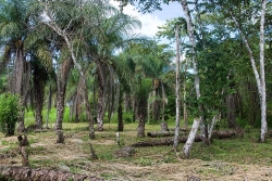 Belize properties-east towards highway