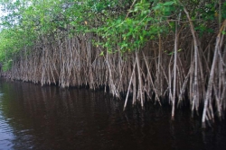 river mangroves