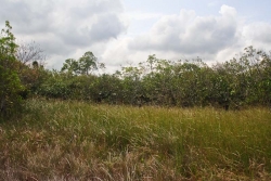 low bush