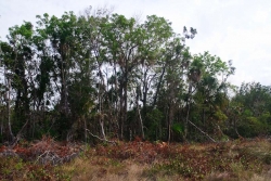 low bush on property
