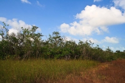 along the power lines on property