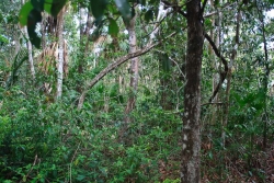 jungle on property
