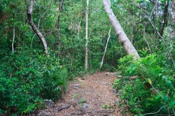 access road through jungle