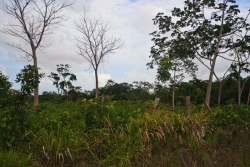 low bush farmland on property