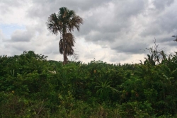 low bush on property