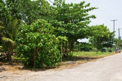 roadside