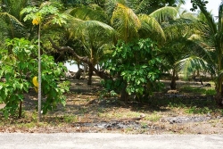 natural trees