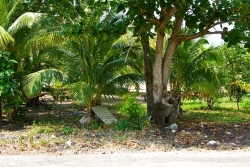 many trees