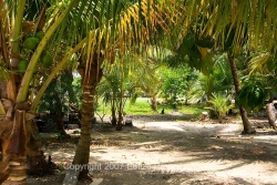 coconut trees