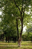 some hardwoods