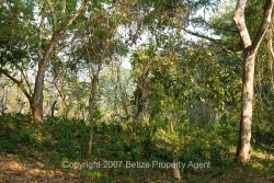 nice trees