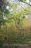 probable Mayan ruin