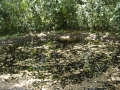 DSC00271_000.JPG