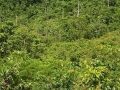 real estate in Belize-lush jungle foliage