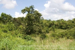 several large hardwoods