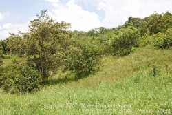 mountainside on property