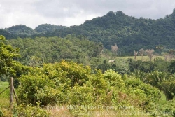 uncleared 50 acres