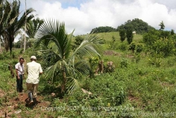 uncleared 50 acres