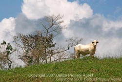 look west pasture