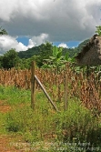 corn and maize