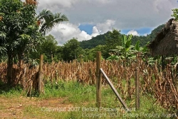 maize and corn