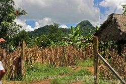 maize and corn