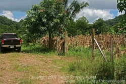 maize and corn