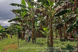 banana plantation