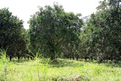 many citrus