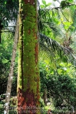 big hardwoods