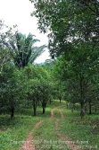 citrus orchards