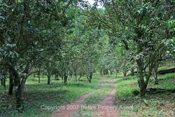 citrus orchard