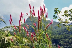 wild flowers