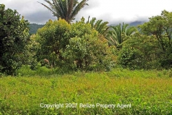 fruit trees