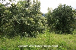 property rear