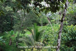 some jungle