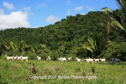 cattle ranching