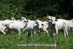 cattle ranching