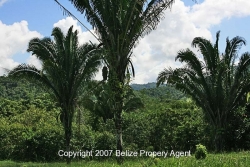 cahoun trees