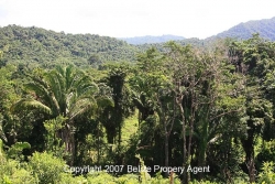rainforest