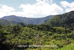 rainforest