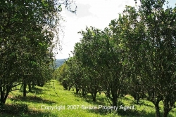 30 acres citrus